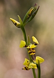 Diuris sulphurea Hornet Orchid